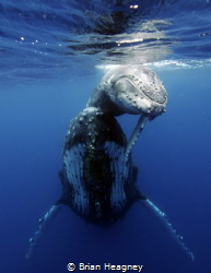 A baby Humpback smiles on the back of it's mum. by Brian Heagney 